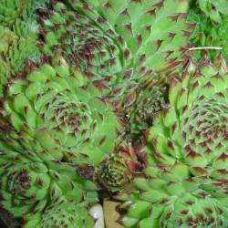 Sempervivum - Dachwurz - Hauswurz